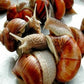Escargot mollusque 1kg